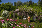 24.06.2026,  Kurpark in Bad Wörishofen (Bayern, Unterallgäu), Tausende Rosen blühen im herrlichen Kurpark der Kneippstadt. Bad Wörishofen steht in voller Blüte. Die Stadt bewirbt sich um den begehrten Titel -Rosenstadt- der Deutschen Rosengesellschaft e.V., ein Prädikat, das perfekt zum besonderen Flair Bad Wörishofens passt. Ein Grund ist: Bad Wörishofen ist vom 25. bis 28. Juni 2026 Austragungsort des renommierten Rosenkongresses der Deutschen Rosengesellschaft. 