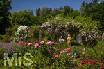 24.06.2026,  Kurpark in Bad Wörishofen (Bayern, Unterallgäu), Tausende Rosen blühen im herrlichen Kurpark der Kneippstadt. Bad Wörishofen steht in voller Blüte. Die Stadt bewirbt sich um den begehrten Titel -Rosenstadt- der Deutschen Rosengesellschaft e.V., ein Prädikat, das perfekt zum besonderen Flair Bad Wörishofens passt. Ein Grund ist: Bad Wörishofen ist vom 25. bis 28. Juni 2026 Austragungsort des renommierten Rosenkongresses der Deutschen Rosengesellschaft. 