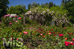 24.06.2026,  Kurpark in Bad Wörishofen (Bayern, Unterallgäu), Tausende Rosen blühen im herrlichen Kurpark der Kneippstadt. Bad Wörishofen steht in voller Blüte. Die Stadt bewirbt sich um den begehrten Titel -Rosenstadt- der Deutschen Rosengesellschaft e.V., ein Prädikat, das perfekt zum besonderen Flair Bad Wörishofens passt. Ein Grund ist: Bad Wörishofen ist vom 25. bis 28. Juni 2026 Austragungsort des renommierten Rosenkongresses der Deutschen Rosengesellschaft. 