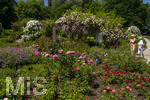 24.06.2026,  Kurpark in Bad Wörishofen (Bayern, Unterallgäu), Tausende Rosen blühen im herrlichen Kurpark der Kneippstadt. Bad Wörishofen steht in voller Blüte. Die Stadt bewirbt sich um den begehrten Titel -Rosenstadt- der Deutschen Rosengesellschaft e.V., ein Prädikat, das perfekt zum besonderen Flair Bad Wörishofens passt. Ein Grund ist: Bad Wörishofen ist vom 25. bis 28. Juni 2026 Austragungsort des renommierten Rosenkongresses der Deutschen Rosengesellschaft. 