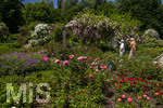 24.06.2026,  Kurpark in Bad Wörishofen (Bayern, Unterallgäu), Tausende Rosen blühen im herrlichen Kurpark der Kneippstadt. Bad Wörishofen steht in voller Blüte. Die Stadt bewirbt sich um den begehrten Titel -Rosenstadt- der Deutschen Rosengesellschaft e.V., ein Prädikat, das perfekt zum besonderen Flair Bad Wörishofens passt. Ein Grund ist: Bad Wörishofen ist vom 25. bis 28. Juni 2026 Austragungsort des renommierten Rosenkongresses der Deutschen Rosengesellschaft. 