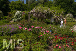 24.06.2026,  Kurpark in Bad Wörishofen (Bayern, Unterallgäu), Tausende Rosen blühen im herrlichen Kurpark der Kneippstadt. Bad Wörishofen steht in voller Blüte. Die Stadt bewirbt sich um den begehrten Titel -Rosenstadt- der Deutschen Rosengesellschaft e.V., ein Prädikat, das perfekt zum besonderen Flair Bad Wörishofens passt. Ein Grund ist: Bad Wörishofen ist vom 25. bis 28. Juni 2026 Austragungsort des renommierten Rosenkongresses der Deutschen Rosengesellschaft. 