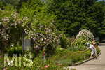 24.06.2026,  Kurpark in Bad Wörishofen (Bayern, Unterallgäu), Tausende Rosen blühen im herrlichen Kurpark der Kneippstadt. Bad Wörishofen steht in voller Blüte. Die Stadt bewirbt sich um den begehrten Titel -Rosenstadt- der Deutschen Rosengesellschaft e.V., ein Prädikat, das perfekt zum besonderen Flair Bad Wörishofens passt. Ein Grund ist: Bad Wörishofen ist vom 25. bis 28. Juni 2026 Austragungsort des renommierten Rosenkongresses der Deutschen Rosengesellschaft. 