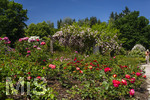 24.06.2026,  Kurpark in Bad Wörishofen (Bayern, Unterallgäu), Tausende Rosen blühen im herrlichen Kurpark der Kneippstadt. Bad Wörishofen steht in voller Blüte. Die Stadt bewirbt sich um den begehrten Titel -Rosenstadt- der Deutschen Rosengesellschaft e.V., ein Prädikat, das perfekt zum besonderen Flair Bad Wörishofens passt. Ein Grund ist: Bad Wörishofen ist vom 25. bis 28. Juni 2026 Austragungsort des renommierten Rosenkongresses der Deutschen Rosengesellschaft. 