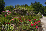 24.06.2026,  Kurpark in Bad Wörishofen (Bayern, Unterallgäu), Tausende Rosen blühen im herrlichen Kurpark der Kneippstadt. Bad Wörishofen steht in voller Blüte. Die Stadt bewirbt sich um den begehrten Titel -Rosenstadt- der Deutschen Rosengesellschaft e.V., ein Prädikat, das perfekt zum besonderen Flair Bad Wörishofens passt. Ein Grund ist: Bad Wörishofen ist vom 25. bis 28. Juni 2026 Austragungsort des renommierten Rosenkongresses der Deutschen Rosengesellschaft. 