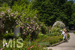 24.06.2026,  Kurpark in Bad Wörishofen (Bayern, Unterallgäu), Tausende Rosen blühen im herrlichen Kurpark der Kneippstadt. Bad Wörishofen steht in voller Blüte. Die Stadt bewirbt sich um den begehrten Titel -Rosenstadt- der Deutschen Rosengesellschaft e.V., ein Prädikat, das perfekt zum besonderen Flair Bad Wörishofens passt. Ein Grund ist: Bad Wörishofen ist vom 25. bis 28. Juni 2026 Austragungsort des renommierten Rosenkongresses der Deutschen Rosengesellschaft. 