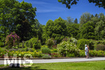 24.06.2026,  Kurpark in Bad Wörishofen (Bayern, Unterallgäu), Tausende Rosen blühen im herrlichen Kurpark der Kneippstadt. Bad Wörishofen steht in voller Blüte. Die Stadt bewirbt sich um den begehrten Titel -Rosenstadt- der Deutschen Rosengesellschaft e.V., ein Prädikat, das perfekt zum besonderen Flair Bad Wörishofens passt. Ein Grund ist: Bad Wörishofen ist vom 25. bis 28. Juni 2026 Austragungsort des renommierten Rosenkongresses der Deutschen Rosengesellschaft. 