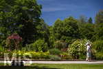 24.06.2026,  Kurpark in Bad Wörishofen (Bayern, Unterallgäu), Tausende Rosen blühen im herrlichen Kurpark der Kneippstadt. Bad Wörishofen steht in voller Blüte. Die Stadt bewirbt sich um den begehrten Titel -Rosenstadt- der Deutschen Rosengesellschaft e.V., ein Prädikat, das perfekt zum besonderen Flair Bad Wörishofens passt. Ein Grund ist: Bad Wörishofen ist vom 25. bis 28. Juni 2026 Austragungsort des renommierten Rosenkongresses der Deutschen Rosengesellschaft. 