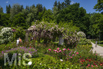 24.06.2026,  Kurpark in Bad Wörishofen (Bayern, Unterallgäu), Tausende Rosen blühen im herrlichen Kurpark der Kneippstadt. Bad Wörishofen steht in voller Blüte. Die Stadt bewirbt sich um den begehrten Titel -Rosenstadt- der Deutschen Rosengesellschaft e.V., ein Prädikat, das perfekt zum besonderen Flair Bad Wörishofens passt. Ein Grund ist: Bad Wörishofen ist vom 25. bis 28. Juni 2026 Austragungsort des renommierten Rosenkongresses der Deutschen Rosengesellschaft. 