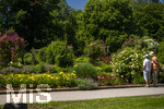 24.06.2026,  Kurpark in Bad Wörishofen (Bayern, Unterallgäu), Tausende Rosen blühen im herrlichen Kurpark der Kneippstadt. Bad Wörishofen steht in voller Blüte. Die Stadt bewirbt sich um den begehrten Titel -Rosenstadt- der Deutschen Rosengesellschaft e.V., ein Prädikat, das perfekt zum besonderen Flair Bad Wörishofens passt. Ein Grund ist: Bad Wörishofen ist vom 25. bis 28. Juni 2026 Austragungsort des renommierten Rosenkongresses der Deutschen Rosengesellschaft. 