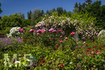 24.06.2026,  Kurpark in Bad Wörishofen (Bayern, Unterallgäu), Tausende Rosen blühen im herrlichen Kurpark der Kneippstadt. Bad Wörishofen steht in voller Blüte. Die Stadt bewirbt sich um den begehrten Titel -Rosenstadt- der Deutschen Rosengesellschaft e.V., ein Prädikat, das perfekt zum besonderen Flair Bad Wörishofens passt. Ein Grund ist: Bad Wörishofen ist vom 25. bis 28. Juni 2026 Austragungsort des renommierten Rosenkongresses der Deutschen Rosengesellschaft. 