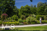 24.06.2026,  Kurpark in Bad Wörishofen (Bayern, Unterallgäu), Tausende Rosen blühen im herrlichen Kurpark der Kneippstadt. Bad Wörishofen steht in voller Blüte. Die Stadt bewirbt sich um den begehrten Titel -Rosenstadt- der Deutschen Rosengesellschaft e.V., ein Prädikat, das perfekt zum besonderen Flair Bad Wörishofens passt. Ein Grund ist: Bad Wörishofen ist vom 25. bis 28. Juni 2026 Austragungsort des renommierten Rosenkongresses der Deutschen Rosengesellschaft. 