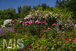 24.06.2026,  Kurpark in Bad Wörishofen (Bayern, Unterallgäu), Tausende Rosen blühen im herrlichen Kurpark der Kneippstadt. Bad Wörishofen steht in voller Blüte. Die Stadt bewirbt sich um den begehrten Titel -Rosenstadt- der Deutschen Rosengesellschaft e.V., ein Prädikat, das perfekt zum besonderen Flair Bad Wörishofens passt. Ein Grund ist: Bad Wörishofen ist vom 25. bis 28. Juni 2026 Austragungsort des renommierten Rosenkongresses der Deutschen Rosengesellschaft. 