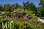 24.06.2026,  Kurpark in Bad Wörishofen (Bayern, Unterallgäu), Tausende Rosen blühen im herrlichen Kurpark der Kneippstadt. Bad Wörishofen steht in voller Blüte. Die Stadt bewirbt sich um den begehrten Titel -Rosenstadt- der Deutschen Rosengesellschaft e.V., ein Prädikat, das perfekt zum besonderen Flair Bad Wörishofens passt. Ein Grund ist: Bad Wörishofen ist vom 25. bis 28. Juni 2026 Austragungsort des renommierten Rosenkongresses der Deutschen Rosengesellschaft. 