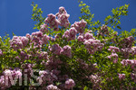 24.06.2026,  Kurpark in Bad Wörishofen (Bayern, Unterallgäu), Tausende Rosen blühen im herrlichen Kurpark der Kneippstadt. Bad Wörishofen steht in voller Blüte. Die Stadt bewirbt sich um den begehrten Titel -Rosenstadt- der Deutschen Rosengesellschaft e.V., ein Prädikat, das perfekt zum besonderen Flair Bad Wörishofens passt. Ein Grund ist: Bad Wörishofen ist vom 25. bis 28. Juni 2026 Austragungsort des renommierten Rosenkongresses der Deutschen Rosengesellschaft. 