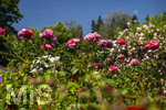 24.06.2026,  Kurpark in Bad Wörishofen (Bayern, Unterallgäu), Tausende Rosen blühen im herrlichen Kurpark der Kneippstadt. Bad Wörishofen steht in voller Blüte. Die Stadt bewirbt sich um den begehrten Titel -Rosenstadt- der Deutschen Rosengesellschaft e.V., ein Prädikat, das perfekt zum besonderen Flair Bad Wörishofens passt. Ein Grund ist: Bad Wörishofen ist vom 25. bis 28. Juni 2026 Austragungsort des renommierten Rosenkongresses der Deutschen Rosengesellschaft. 