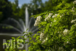 24.06.2026,  Kurpark in Bad Wörishofen (Bayern), Der Springbrunnen im See 