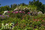 24.06.2026,  Kurpark in Bad Wörishofen (Bayern, Unterallgäu), Tausende Rosen blühen im herrlichen Kurpark der Kneippstadt. Bad Wörishofen steht in voller Blüte. Die Stadt bewirbt sich um den begehrten Titel -Rosenstadt- der Deutschen Rosengesellschaft e.V., ein Prädikat, das perfekt zum besonderen Flair Bad Wörishofens passt. Ein Grund ist: Bad Wörishofen ist vom 25. bis 28. Juni 2026 Austragungsort des renommierten Rosenkongresses der Deutschen Rosengesellschaft. 