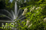 24.06.2026,  Kurpark in Bad Wörishofen (Bayern), Der Springbrunnen im See 