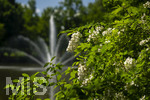 24.06.2026,  Kurpark in Bad Wörishofen (Bayern), Der Springbrunnen im See 