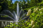 24.06.2026,  Kurpark in Bad Wörishofen (Bayern), Der Springbrunnen im See 