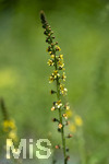 24.06.2026,  Kurpark in Bad Wörishofen (Bayern),  der schön angelegte Kneipp-Kräutergarten mit den bekanntesten Heilkräutern in der Heilkunde. Odermennig (Agrimonia eupatoria)