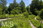 24.06.2026,  Kurpark in Bad Wörishofen (Bayern),  der schön angelegte Kneipp-Kräutergarten mit den bekanntesten Heilkräutern in der Heilkunde. 