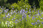24.06.2026,  Kurpark in Bad Wörishofen (Bayern),  der schön angelegte Kneipp-Kräutergarten mit den bekanntesten Heilkräutern in der Heilkunde. Rundblättrige Glockenblume (Campanula rotundifolia)