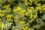 24.06.2026,  Kurpark in Bad Wörishofen (Bayern),  der schön angelegte Kneipp-Kräutergarten mit den bekanntesten Heilkräutern in der Heilkunde. Frauenmantel (Alchemilla mollis) 