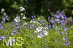 24.06.2026,  Kurpark in Bad Wörishofen (Bayern),  der schön angelegte Kneipp-Kräutergarten mit den bekanntesten Heilkräutern in der Heilkunde. Rundblättrige Glockenblume (Campanula rotundifolia) 