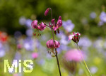 24.06.2026,  Kurpark in Bad Wörishofen (Bayern),  der schön angelegte Kneipp-Kräutergarten mit den bekanntesten Heilkräutern in der Heilkunde. Türkenbundlilie (Lilium martagon),