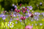 24.06.2026,  Kurpark in Bad Wörishofen (Bayern),  der schön angelegte Kneipp-Kräutergarten mit den bekanntesten Heilkräutern in der Heilkunde. Türkenbundlilie (Lilium martagon),