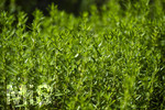 24.06.2026,  Kurpark in Bad Wörishofen (Bayern),  der schön angelegte Kneipp-Kräutergarten mit den bekanntesten Heilkräutern in der Heilkunde. Zitronen-Bergbohnenkraut (Satureja montana)