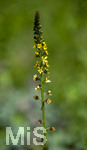 24.06.2026,  Kurpark in Bad Wörishofen (Bayern),  der schön angelegte Kneipp-Kräutergarten mit den bekanntesten Heilkräutern in der Heilkunde. Odermennig (Agrimonia eupatoria)