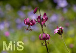 24.06.2026,  Kurpark in Bad Wörishofen (Bayern),  der schön angelegte Kneipp-Kräutergarten mit den bekanntesten Heilkräutern in der Heilkunde. Türkenbundlilie (Lilium martagon),