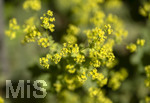 24.06.2026,  Kurpark in Bad Wörishofen (Bayern),  der schön angelegte Kneipp-Kräutergarten mit den bekanntesten Heilkräutern in der Heilkunde. Frauenmantel (Alchemilla mollis) 