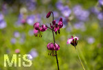 24.06.2026,  Kurpark in Bad Wörishofen (Bayern),  der schön angelegte Kneipp-Kräutergarten mit den bekanntesten Heilkräutern in der Heilkunde. Türkenbundlilie (Lilium martagon),