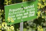 24.06.2026,  Kurpark in Bad Wörishofen (Bayern),  der schön angelegte Kneipp-Kräutergarten mit den bekanntesten Heilkräutern in der Heilkunde. Frauenmantel (Alchemilla mollis) 