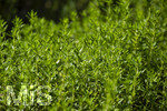24.06.2026,  Kurpark in Bad Wörishofen (Bayern),  der schön angelegte Kneipp-Kräutergarten mit den bekanntesten Heilkräutern in der Heilkunde. Zitronen-Bergbohnenkraut (Satureja montana)
