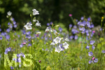 24.06.2026,  Kurpark in Bad Wörishofen (Bayern),  der schön angelegte Kneipp-Kräutergarten mit den bekanntesten Heilkräutern in der Heilkunde. Rundblättrige Glockenblume (Campanula rotundifolia) 