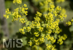24.06.2026,  Kurpark in Bad Wörishofen (Bayern),  der schön angelegte Kneipp-Kräutergarten mit den bekanntesten Heilkräutern in der Heilkunde. Frauenmantel (Alchemilla mollis) 