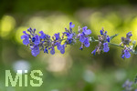 24.06.2026,  Kurpark in Bad Wörishofen (Bayern),  der schön angelegte Kneipp-Kräutergarten mit den bekanntesten Heilkräutern in der Heilkunde. Katzenminze (Nepeta x faassenii)