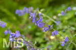 24.06.2026,  Kurpark in Bad Wörishofen (Bayern),  der schön angelegte Kneipp-Kräutergarten mit den bekanntesten Heilkräutern in der Heilkunde. Katzenminze (Nepeta x faassenii)