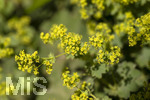 24.06.2026,  Kurpark in Bad Wörishofen (Bayern),  der schön angelegte Kneipp-Kräutergarten mit den bekanntesten Heilkräutern in der Heilkunde. Frauenmantel (Alchemilla mollis) 