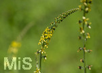 24.06.2026,  Kurpark in Bad Wörishofen (Bayern),  der schön angelegte Kneipp-Kräutergarten mit den bekanntesten Heilkräutern in der Heilkunde. Odermennig (Agrimonia eupatoria)