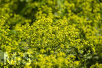 24.06.2026,  Kurpark in Bad Wörishofen (Bayern),  der schön angelegte Kneipp-Kräutergarten mit den bekanntesten Heilkräutern in der Heilkunde. Weicher Frauenmantel (Alchemilla mollis)