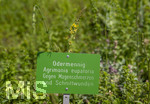 24.06.2026,  Kurpark in Bad Wörishofen (Bayern),  der schön angelegte Kneipp-Kräutergarten mit den bekanntesten Heilkräutern in der Heilkunde. Odermennig (Agrimonia eupatoria)