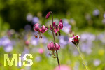 24.06.2026,  Kurpark in Bad Wörishofen (Bayern),  der schön angelegte Kneipp-Kräutergarten mit den bekanntesten Heilkräutern in der Heilkunde. Türkenbundlilie (Lilium martagon),