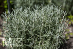 24.06.2026,  Kurpark in Bad Wörishofen (Bayern),  der schön angelegte Kneipp-Kräutergarten mit den bekanntesten Heilkräutern in der Heilkunde. Heiligenkraut (Santonia chamaecyparisius Lamiaceae)