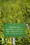 24.06.2026,  Kurpark in Bad Wörishofen (Bayern),  der schön angelegte Kneipp-Kräutergarten mit den bekanntesten Heilkräutern in der Heilkunde. Odermennig (Agrimonia eupatoria)